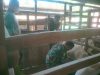 Babinsa Dampingi Peternak Saat Pemerahan Susu Kambing, Dorong Peningkatan Ekonomi Desa