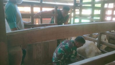 Babinsa Dampingi Peternak Saat Pemerahan Susu Kambing, Dorong Peningkatan Ekonomi Desa