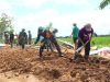 Keteladanan di Lapangan, Dansatgas TMMD Ikut Mencangkul Bersama Warga