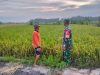 Di Balik Padi yang Menguning, Ada Peran Babinsa yang Terus Mendampingi