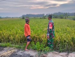 Di Balik Padi yang Menguning, Ada Peran Babinsa yang Terus Mendampingi