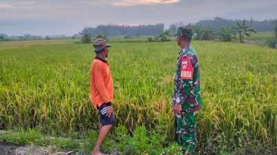 Di Balik Padi yang Menguning, Ada Peran Babinsa yang Terus Mendampingi