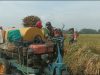 Babinsa Turun ke Sawah, Semangati Petani Kedungdowo Wujudkan Panen Melimpah