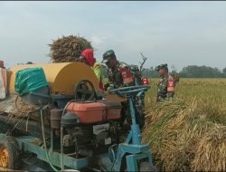 Babinsa Turun ke Sawah, Semangati Petani Kedungdowo Wujudkan Panen Melimpah