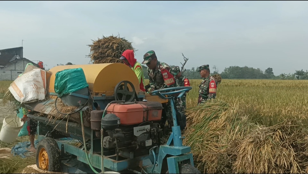 Babinsa Turun ke Sawah, Semangati Petani Kedungdowo Wujudkan Panen Melimpah