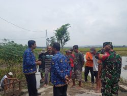 Babinsa Ngrampal Kawal MT III 2026, Petani Dibekali Strategi Hadapi Musim Kemarau