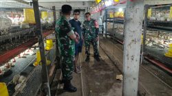 Babinsa Yakin Usaha Ayam Potong Warga Mampu Dongkrak Ekonomi Keluarga Babinsa Yakin Usaha Ayam Potong Warga Mampu Dongkrak Ekonomi Keluarga