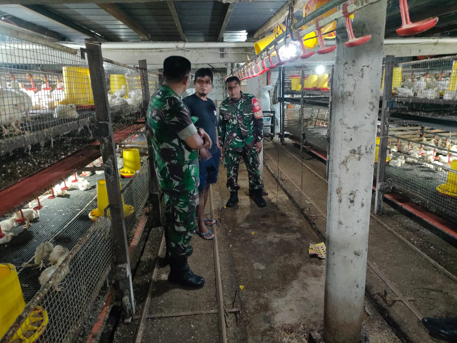 Babinsa Yakin Usaha Ayam Potong Warga Mampu Dongkrak Ekonomi Keluarga
