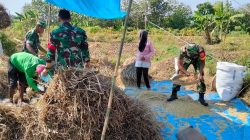 Panen Melimpah, Senyum Petani Mengembang Berkat Pendampingan Babinsa Panen Melimpah, Senyum Petani Mengembang Berkat Pendampingan Babinsa
