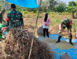 Panen Melimpah, Senyum Petani Mengembang Berkat Pendampingan Babinsa