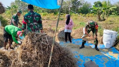 Panen Melimpah, Senyum Petani Mengembang Berkat Pendampingan Babinsa Panen Melimpah, Senyum Petani Mengembang Berkat Pendampingan Babinsa