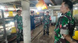 Di Tengah Kandang Ayam, Babinsa Tebar Semangat dan Optimisme Peternak