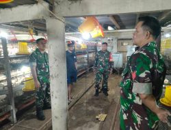 Di Tengah Kandang Ayam, Babinsa Tebar Semangat dan Optimisme Peternak