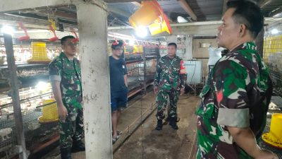 Di Tengah Kandang Ayam, Babinsa Tebar Semangat dan Optimisme Peternak