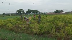Di Tengah Hamparan Cabai, Babinsa Hadir Menjadi Penyemangat dan Sahabat Petani Menuju Panen Di Tengah Hamparan Cabai, Babinsa Hadir Menjadi Penyemangat dan Sahabat Petani Menuju Panen
