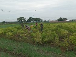 Di Tengah Hamparan Cabai, Babinsa Hadir Menjadi Penyemangat dan Sahabat Petani Menuju Panen