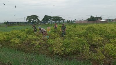 Di Tengah Hamparan Cabai, Babinsa Hadir Menjadi Penyemangat dan Sahabat Petani Menuju Panen Di Tengah Hamparan Cabai, Babinsa Hadir Menjadi Penyemangat dan Sahabat Petani Menuju Panen