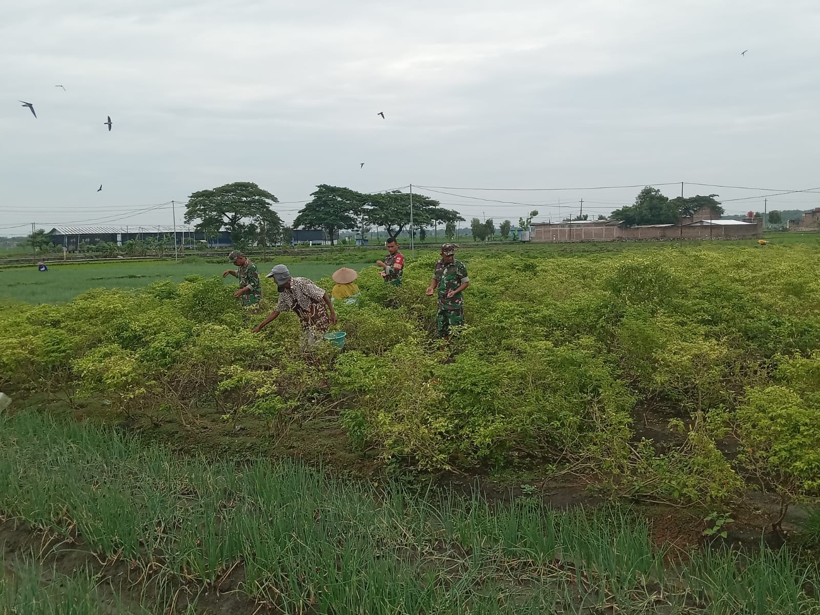 Di Tengah Hamparan Cabai, Babinsa Hadir Menjadi Penyemangat dan Sahabat Petani Menuju Panen