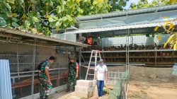 Di Balik Ribuan Butir Telur, Babinsa Turun ke Kandang Pastikan Peternakan Tetap Produktif