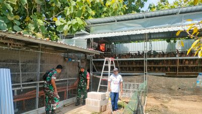 Di Balik Ribuan Butir Telur, Babinsa Turun ke Kandang Pastikan Peternakan Tetap Produktif