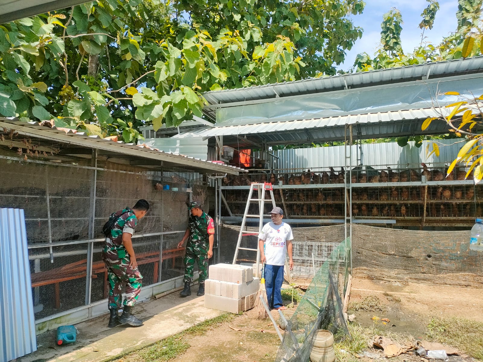 Di Balik Ribuan Butir Telur, Babinsa Turun ke Kandang Pastikan Peternakan Tetap Produktif