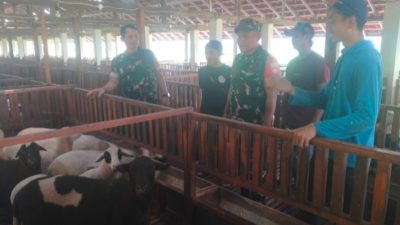 Curhat di Kandang Kambing, Cara Unik Babinsa Gemolong Cegah Penyakit Ternak