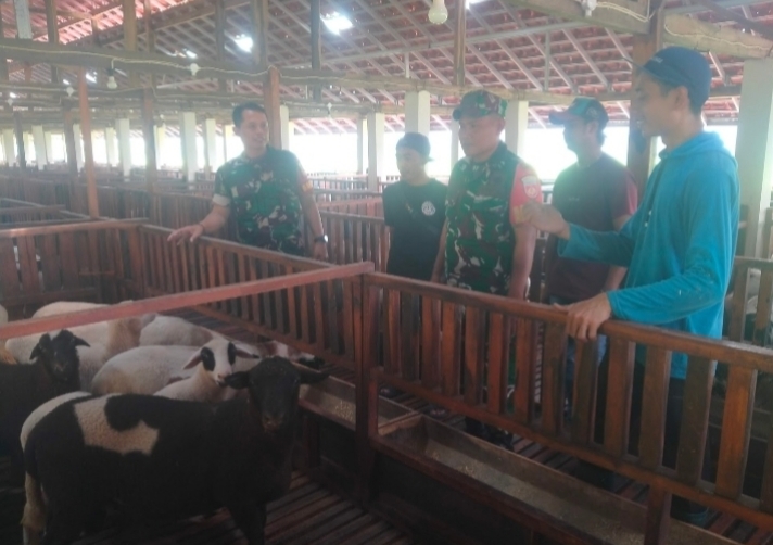 Curhat di Kandang Kambing, Cara Unik Babinsa Gemolong Cegah Penyakit Ternak