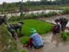 Lumpur Tak Jadi Halangan, Babinsa Miri Turun Langsung Cabuti Bibit Padi Demi Ketahanan Pangan