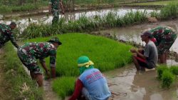 Lumpur Tak Jadi Halangan, Babinsa Miri Turun Langsung Cabuti Bibit Padi Demi Ketahanan Pangan