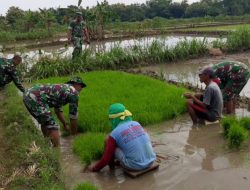 Lumpur Tak Jadi Halangan, Babinsa Miri Turun Langsung Cabuti Bibit Padi Demi Ketahanan Pangan