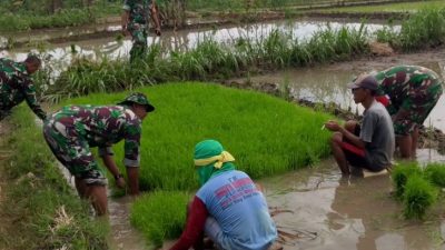 Lumpur Tak Jadi Halangan, Babinsa Miri Turun Langsung Cabuti Bibit Padi Demi Ketahanan Pangan