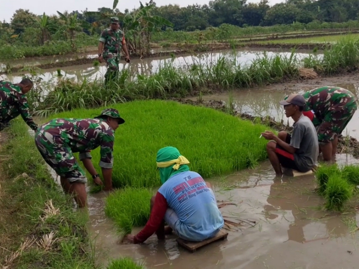 Lumpur Tak Jadi Halangan, Babinsa Miri Turun Langsung Cabuti Bibit Padi Demi Ketahanan Pangan