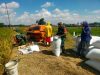 Lumpur dan Jerami Bukan Penghalang, Pelda Jumarno Buktikan Kedekatan TNI dengan Petani di Tengah Panen Padi