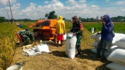 Lumpur dan Jerami Bukan Penghalang, Pelda Jumarno Buktikan Kedekatan TNI dengan Petani di Tengah Panen Padi