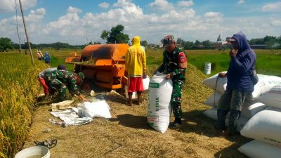 Lumpur dan Jerami Bukan Penghalang, Pelda Jumarno Buktikan Kedekatan TNI dengan Petani di Tengah Panen Padi