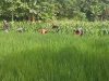 Di Balik Hijau Padi, Babinsa Hadir Kawal Pertumbuhan dengan Cabuti Gulma