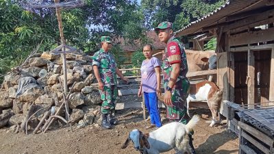 Demi Ternak Tetap Produktif, Babinsa Sambangi Kandang Mbah Poni Demi Ternak Tetap Produktif, Babinsa Sambangi Kandang Mbah Poni