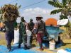 Tak Hanya Mengawal, Babinsa Sukodono Ikut Memanen Harapan Petani