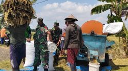 Tak Hanya Mengawal, Babinsa Sukodono Ikut Memanen Harapan Petani