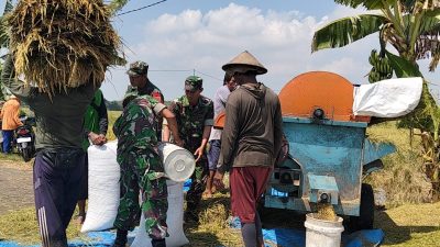 Tak Hanya Mengawal, Babinsa Sukodono Ikut Memanen Harapan Petani