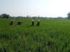 Bukan Sekedar Tugas, Babinsa Koramil 02/Karangmalang “Turun Sawah” Jadi Sahabat Petani di Tengah Sawah