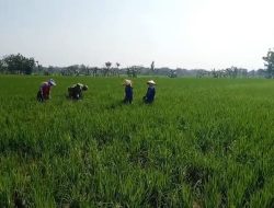 Bukan Sekedar Tugas, Babinsa Koramil 02/Karangmalang “Turun Sawah” Jadi Sahabat Petani di Tengah Sawah