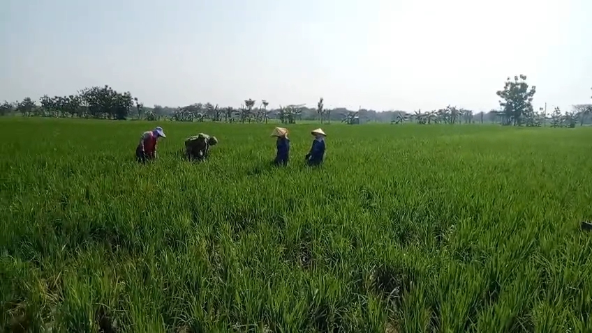 Bukan Sekedar Tugas, Babinsa Koramil 02/Karangmalang “Turun Sawah” Jadi Sahabat Petani di Tengah Sawah