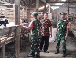 Sentuhan Babinsa di Kandang Kambing, Semangat Peternak Kian Berkobar