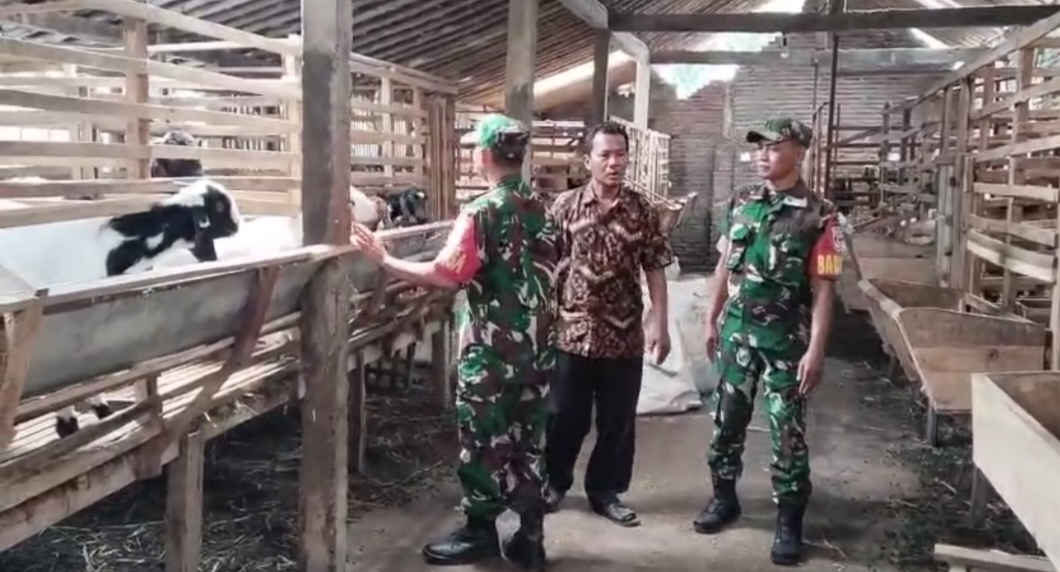 Sentuhan Babinsa di Kandang Kambing, Semangat Peternak Kian Berkobar