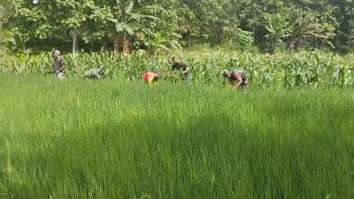 Di Balik Hijau Padi, Babinsa Hadir Kawal Pertumbuhan dengan Cabuti Gulma