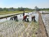 Jejak Loreng di Tengah Lumpur, Babinsa Kalijambe Kobarkan Semangat Petani Sambut Musim Tanam