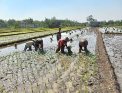 Jejak Loreng di Tengah Lumpur, Babinsa Kalijambe Kobarkan Semangat Petani Sambut Musim Tanam