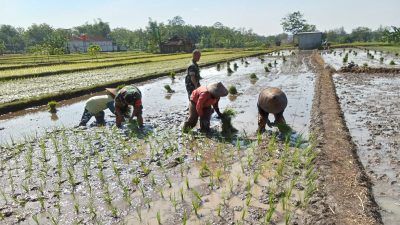 Jejak Loreng di Tengah Lumpur, Babinsa Kalijambe Kobarkan Semangat Petani Sambut Musim Tanam