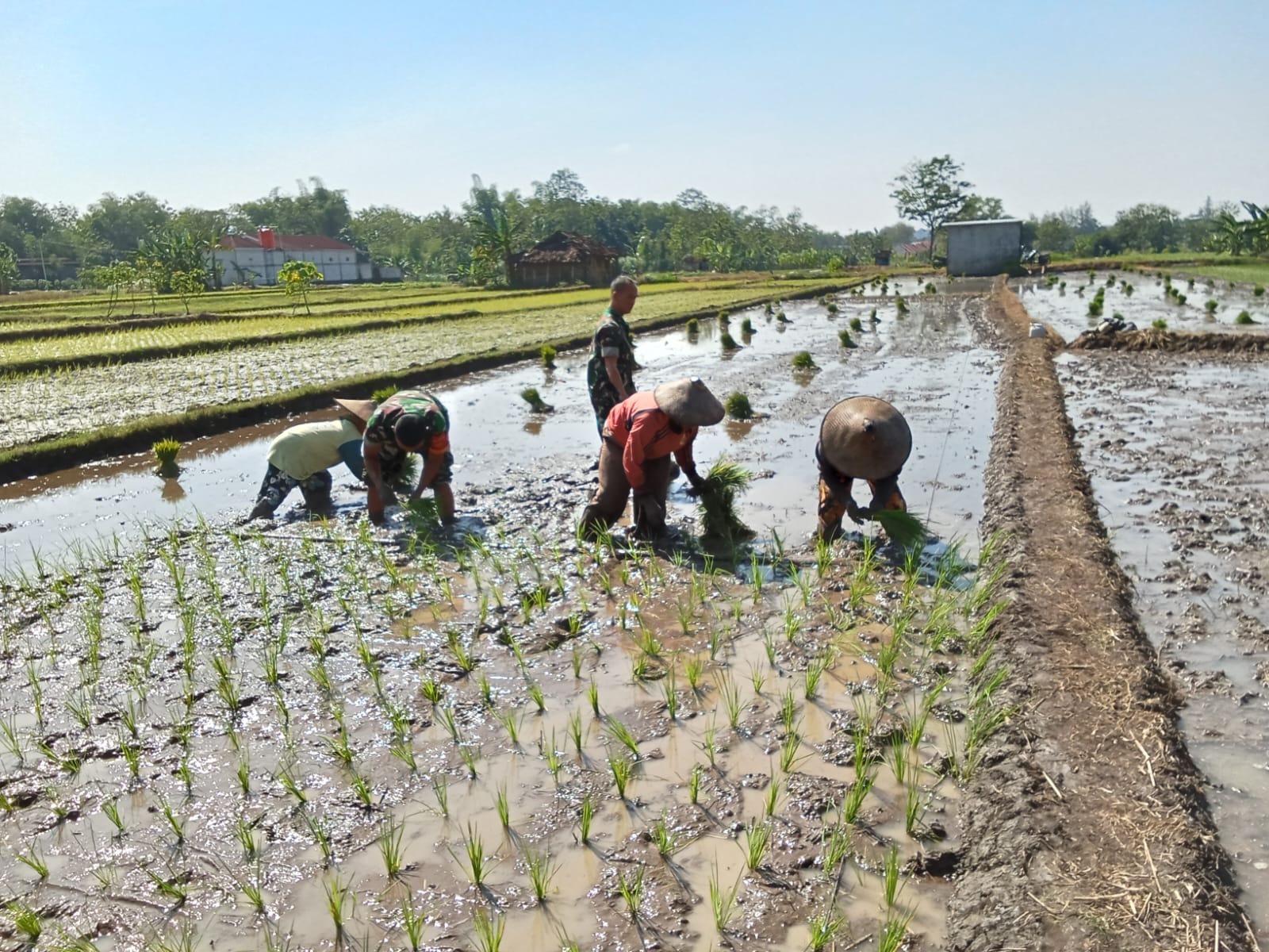 Jejak Loreng di Tengah Lumpur, Babinsa Kalijambe Kobarkan Semangat Petani Sambut Musim Tanam